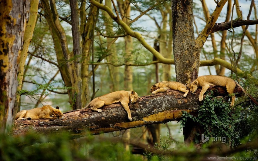 Lions Sleeping Wallpaper PNG Transparent Background