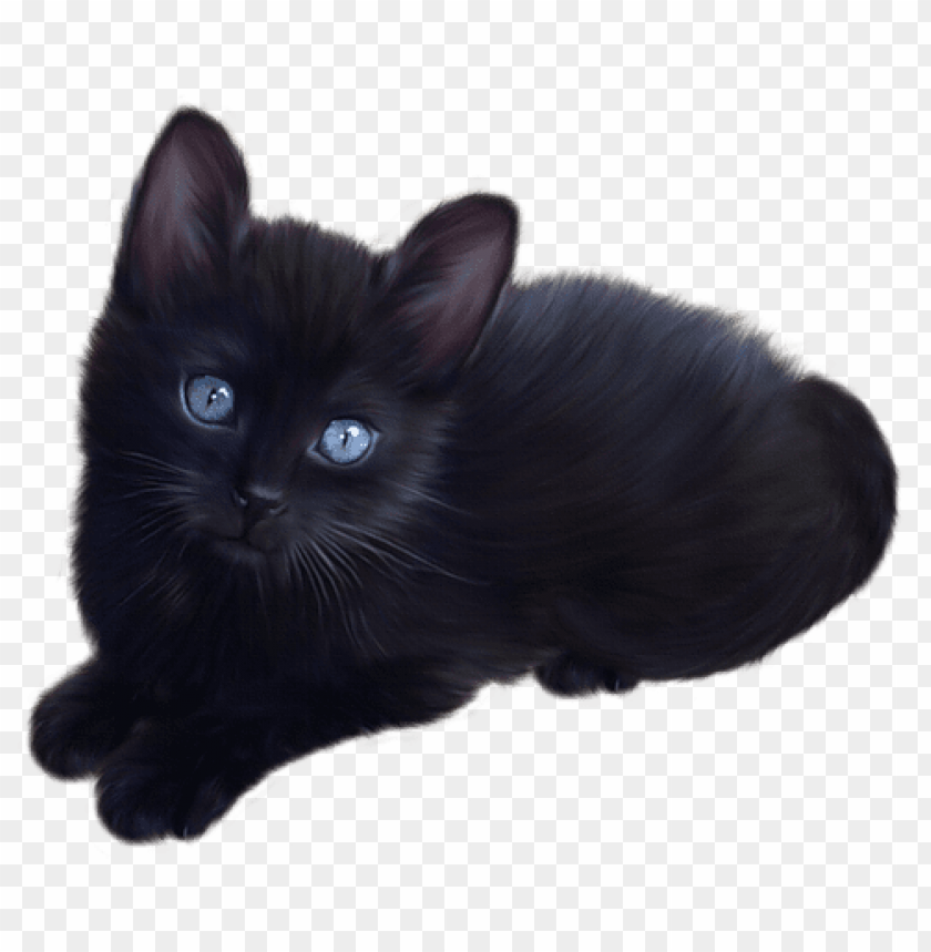 black cat, fluffy fur, pet companionship, cute animals, domestic feline, playful kitten, soft ears