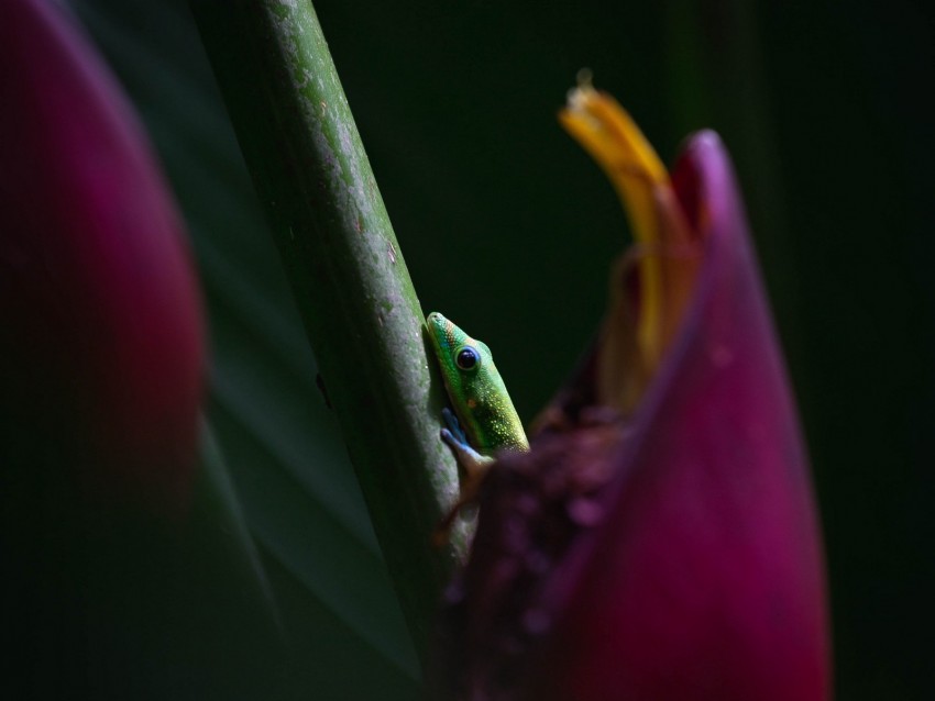 Lizard Flower Macro Reptiles Background