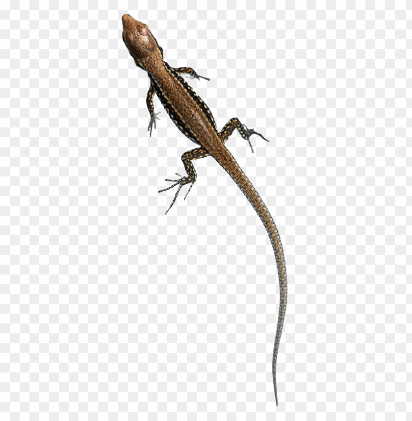 lizard,animals