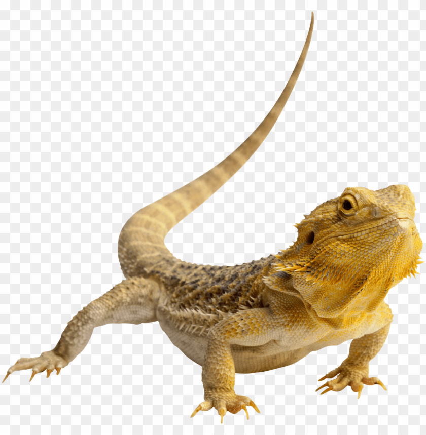 lizard,animals