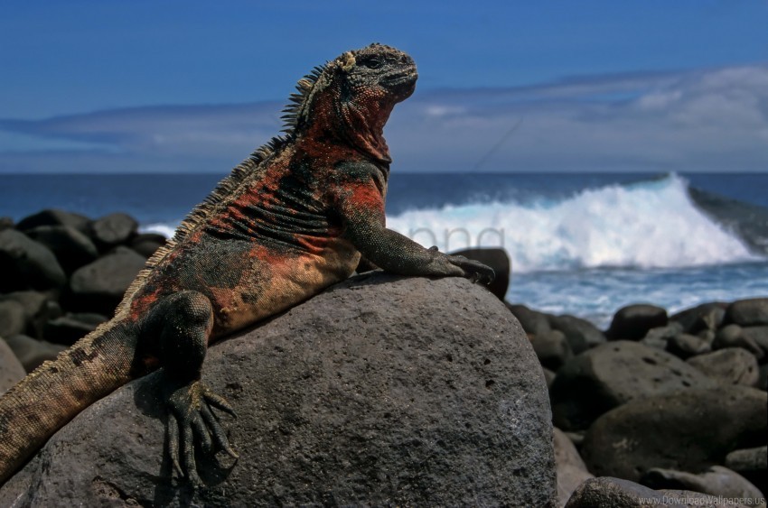 marine iguana, coastal wildlife, rocky shoreline, ocean waves, reptile habitat, Galapagos ecosystem, nature photography