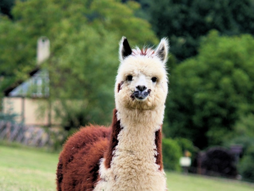 Llama Cute Funny Animal Wildlife Background