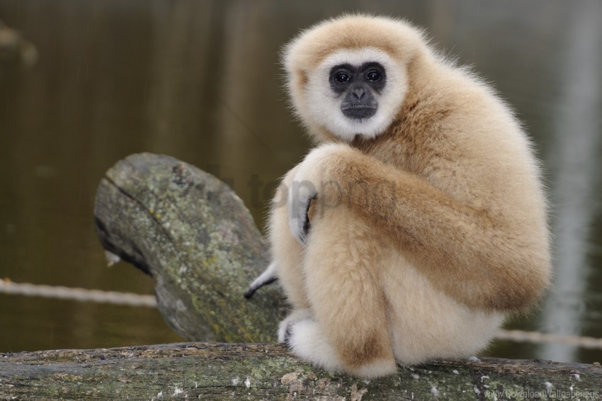 Look Monkey Sadness Sit Wallpaper PNG Transparent Background