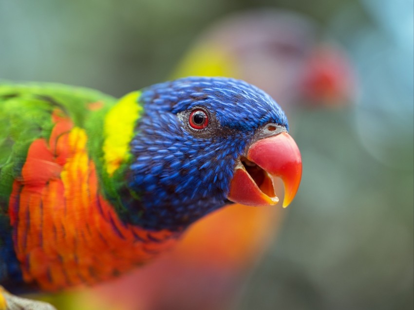 Loriini Parrot Bird Rainbow Beak Background