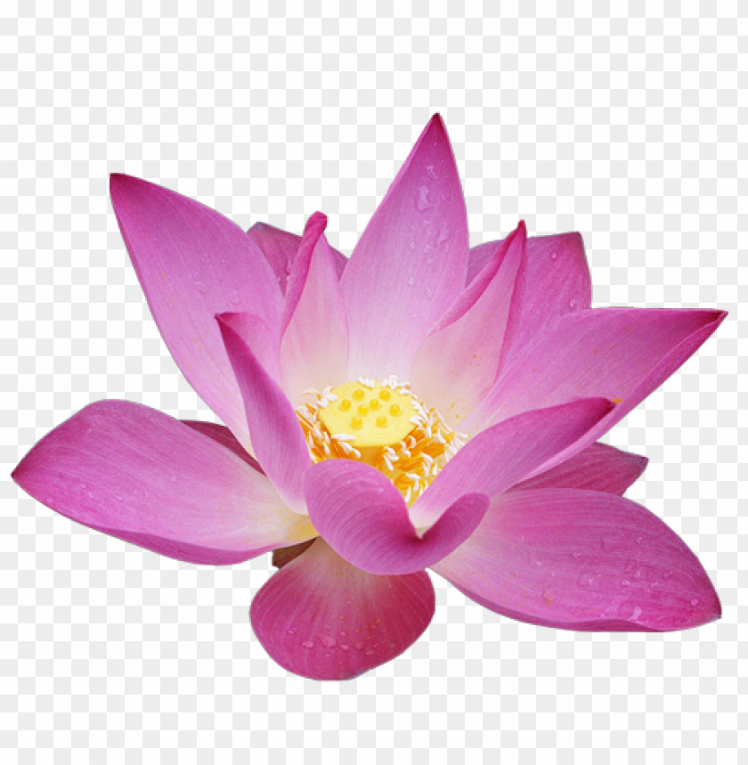 lotus, cars, lotus cars, lotus cars png file, lotus cars png hd, lotus cars png, lotus cars transparent png