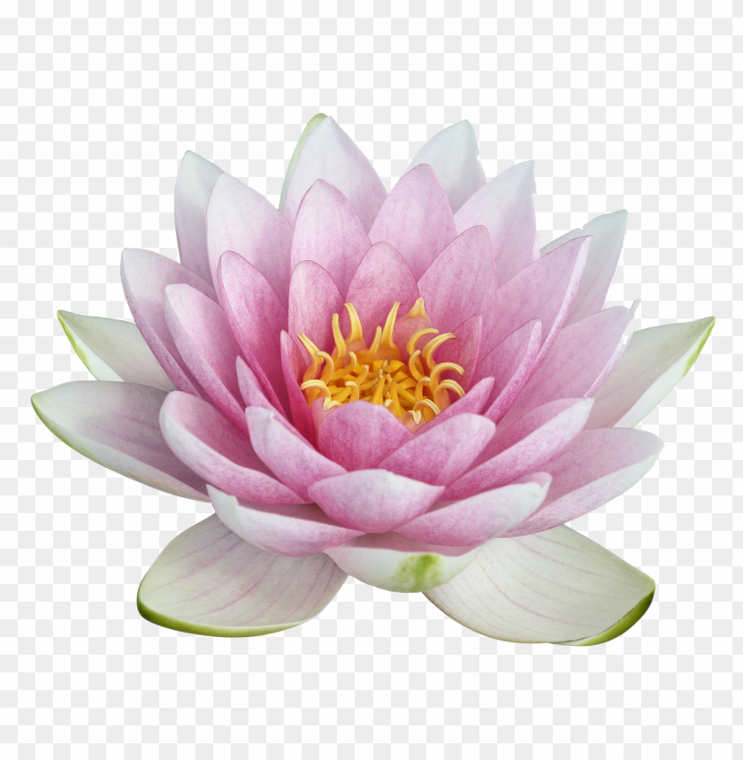 lotus, cars, lotus cars, lotus cars png file, lotus cars png hd, lotus cars png, lotus cars transparent png