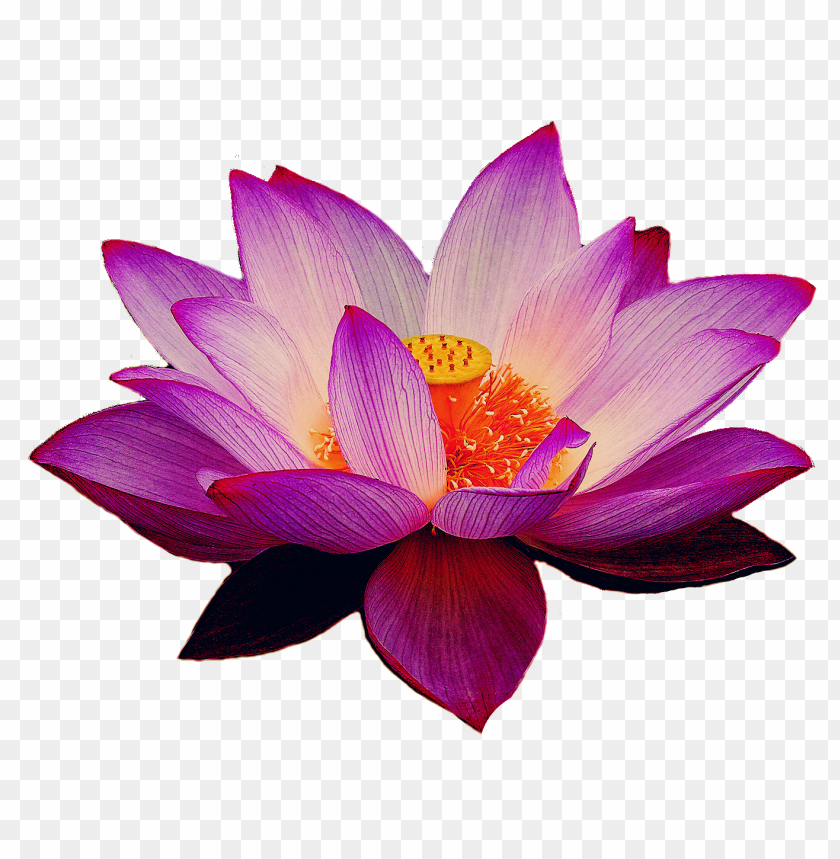 lotus, cars, lotus cars, lotus cars png file, lotus cars png hd, lotus cars png, lotus cars transparent png