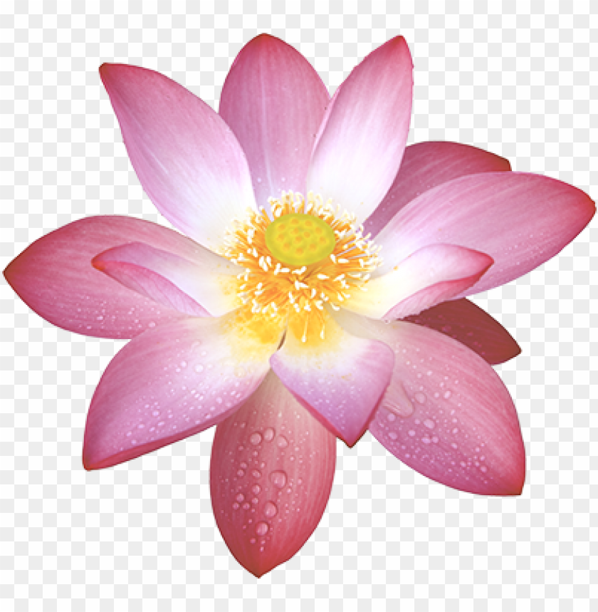 lotus, cars, lotus cars, lotus cars png file, lotus cars png hd, lotus cars png, lotus cars transparent png