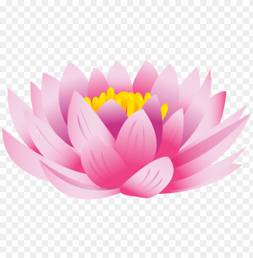 lotus flower