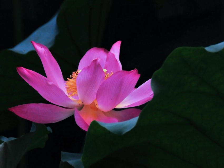 lotus, flower, leaves, petals