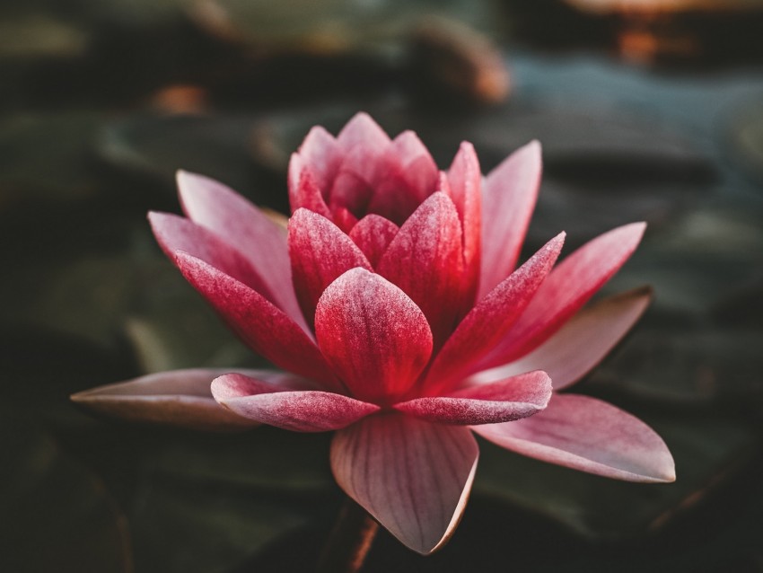 lotus, flowering, petals, indian lotus, sacred lotus, pink, blur