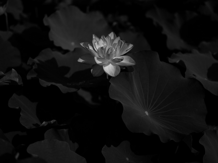 Lotus Water Lily Bw Flower Dark Background