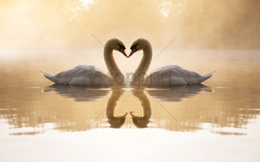 Loving Swans Wallpaper PNG Transparent Background