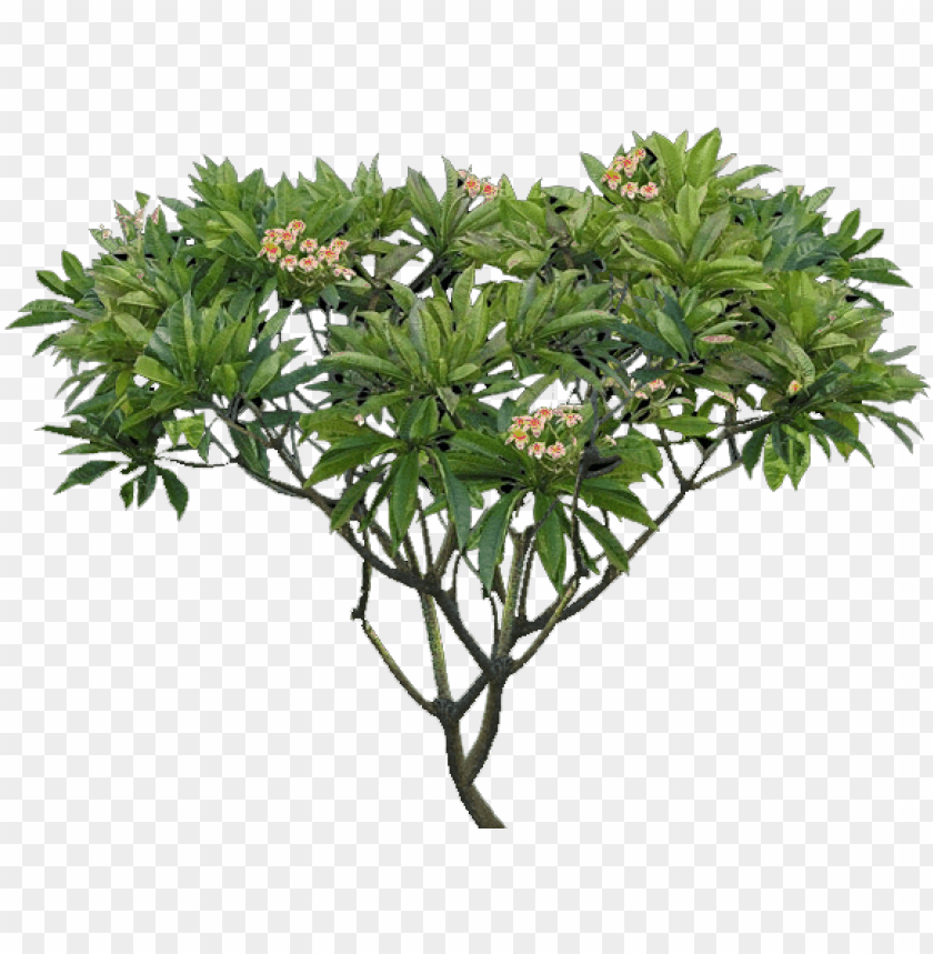 flower, trees, exotic, wood, floral, family tree, tropical