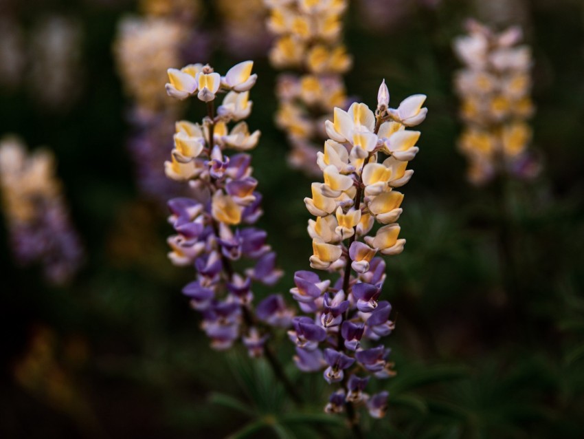 Lupine Flowers Inflorescences Bloom Plant Background