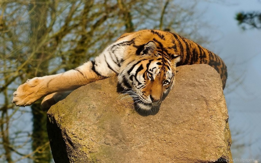 Lying Rock Tiger Warm Wallpaper PNG Transparent Background