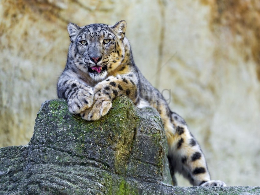 Lying Snow Leopard Stones Wallpaper PNG Transparent Background