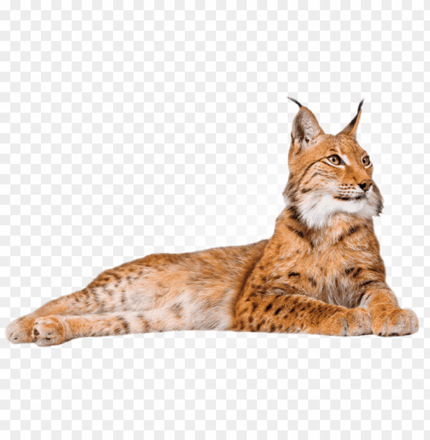 animals, lynxes, lynx lying down, 