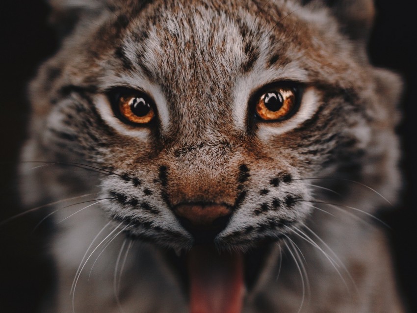 lynx, predator, big cat, glance, eyes