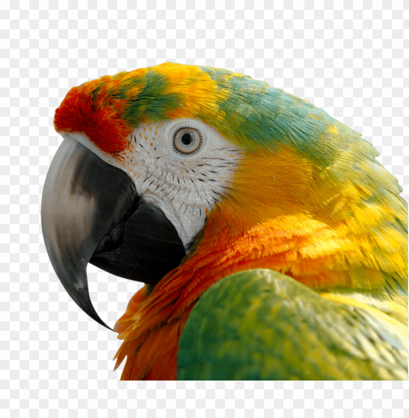 Macaw PNG, colorful parrot, red and yellow, tropical