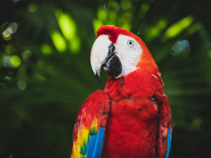 macaw, parrot, bird, color, bright, beak