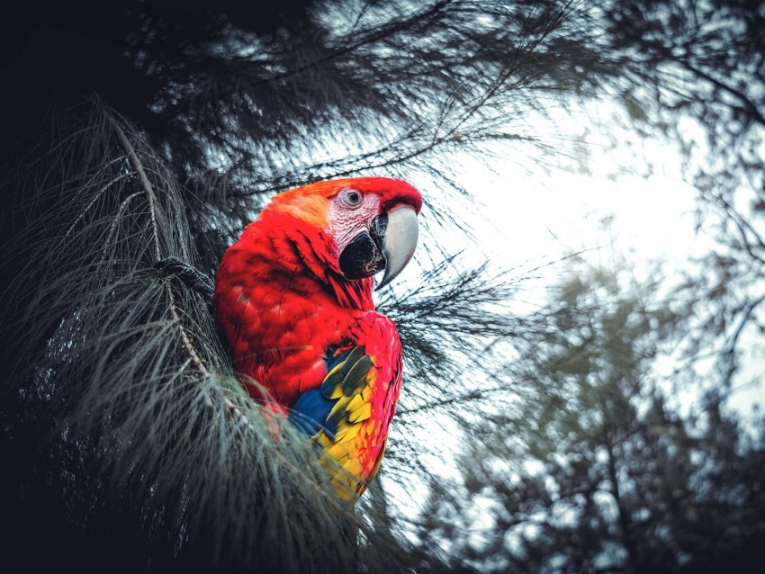 macaw, parrot, bird, red, branches, exotic