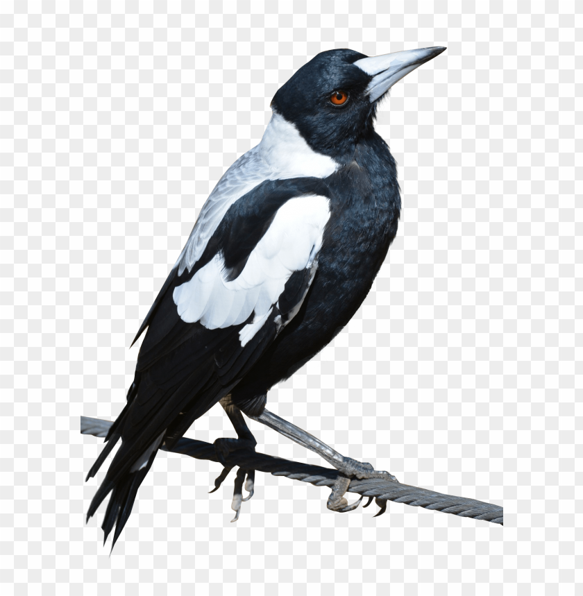 birds, magpie