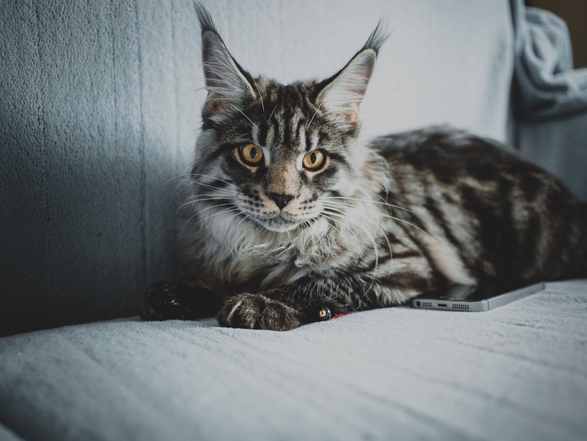 maine coon, cat, gray, glance, pet