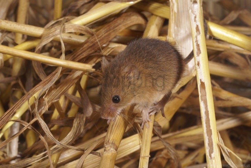 Mammal Mouse Rodent Wallpaper PNG Transparent Background