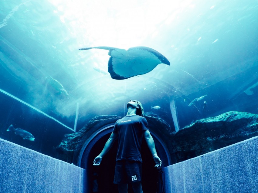 man, stingray, oceanarium, fish