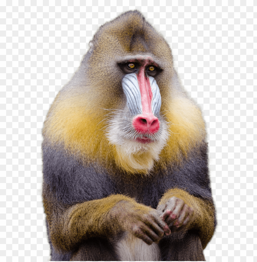 Mandrill PNG, primate, colorful face, sitting