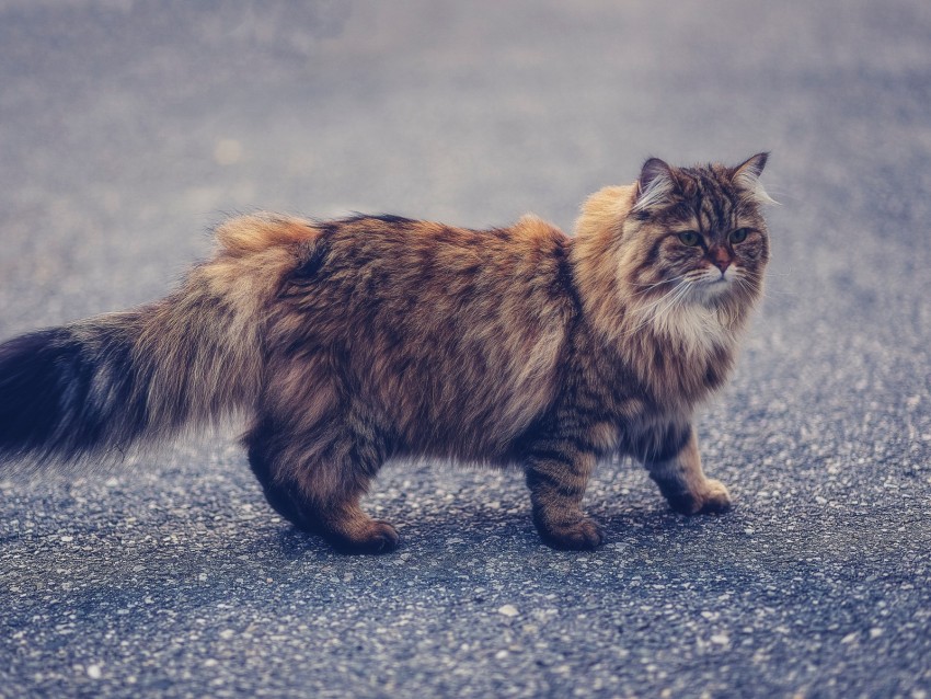 Manx Cat Fluffy Pet Background