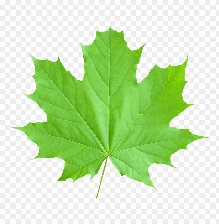 
nature
, 
leaf
, 
autumn
, 
canada
, 
maple
, 
canadian
