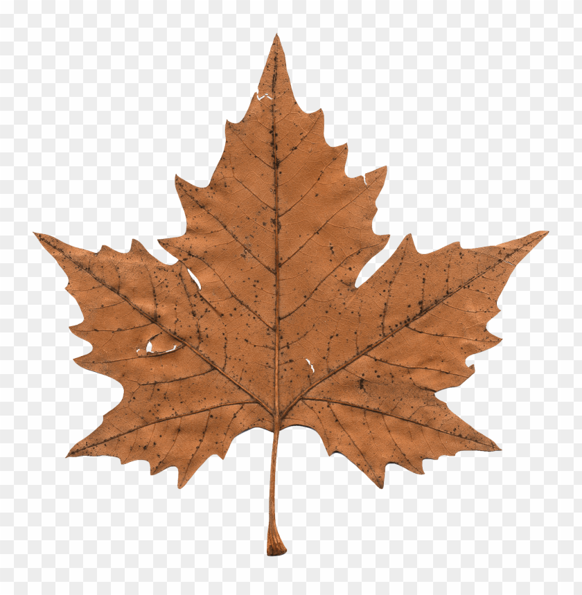 
nature
, 
leaf
, 
autumn
, 
canada
, 
maple
, 
canadian
