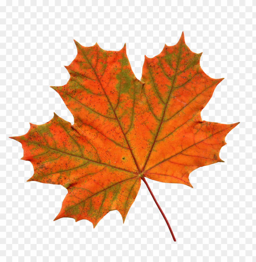 
nature
, 
leaf
, 
autumn
, 
canada
, 
maple
, 
canadian
