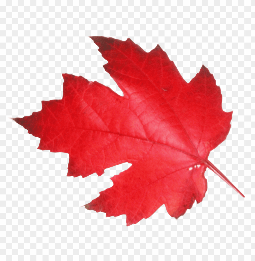 Isolated red maple leaf on a transparent background