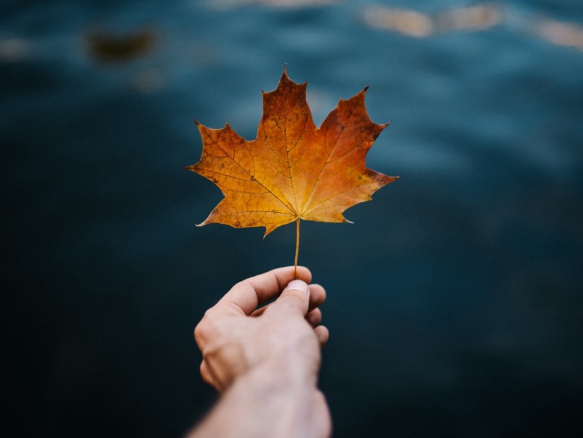 maple, leaf, hand, autumn, blur