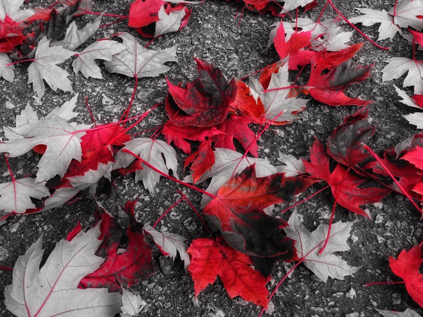 maple, leaves, autumn, foliage, fallen