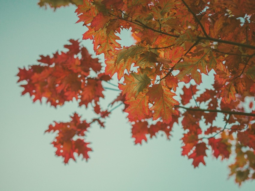 maple, leaves, autumn, red, branches