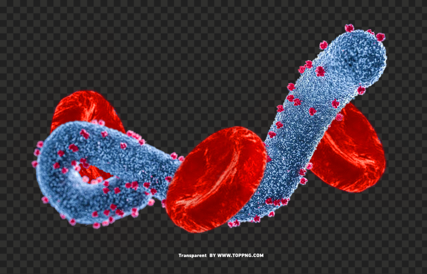 Marburg Virus Images Marburg Virus PNG Transparent Background