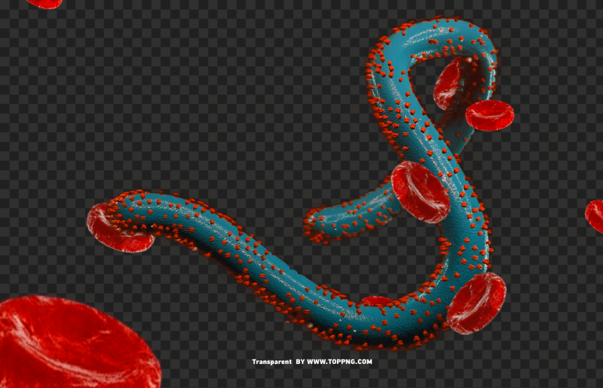 Marburg Virus Clipart Images PNG Transparent Background