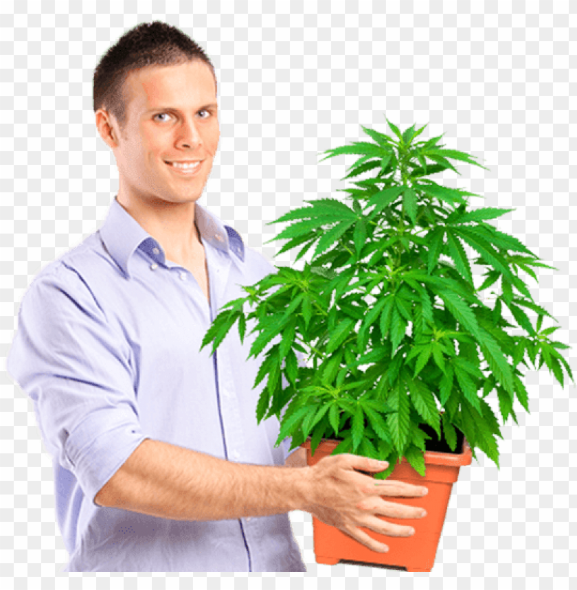 weed, marijuana, man, plant, tree, growth, person