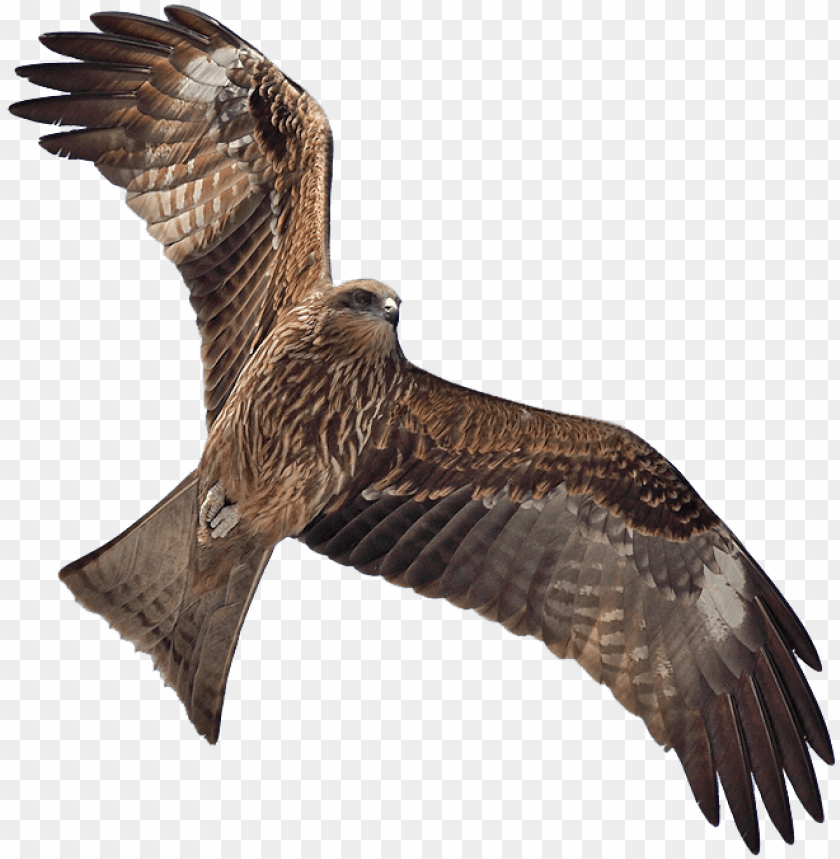 masked - black kite, kite