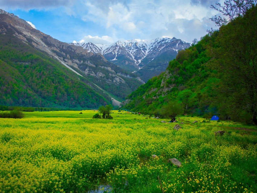 meadow, mountains, flowers, landscape