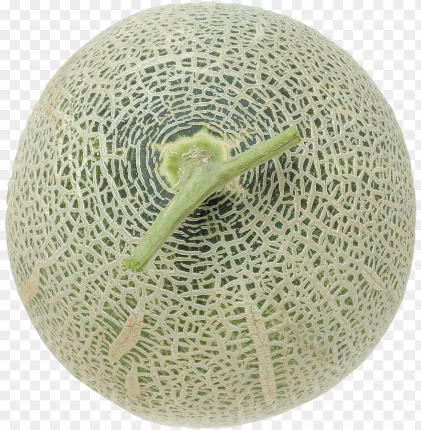 
melon
, 
fleshy fruit
, 
fruit
, 
kind of berry
, 
pepo
