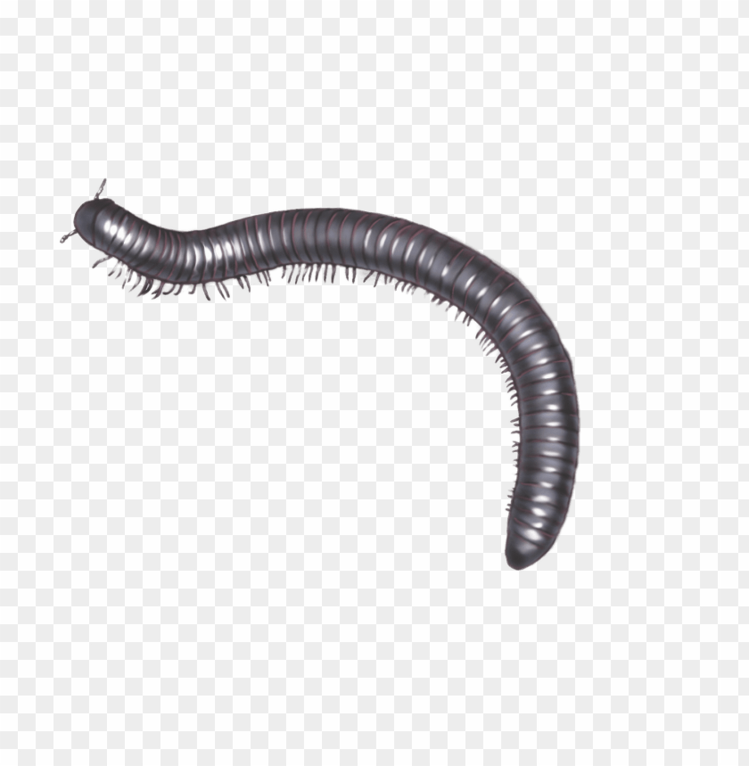 animals, insects, centipedes and millipedes, millipede illustration, 