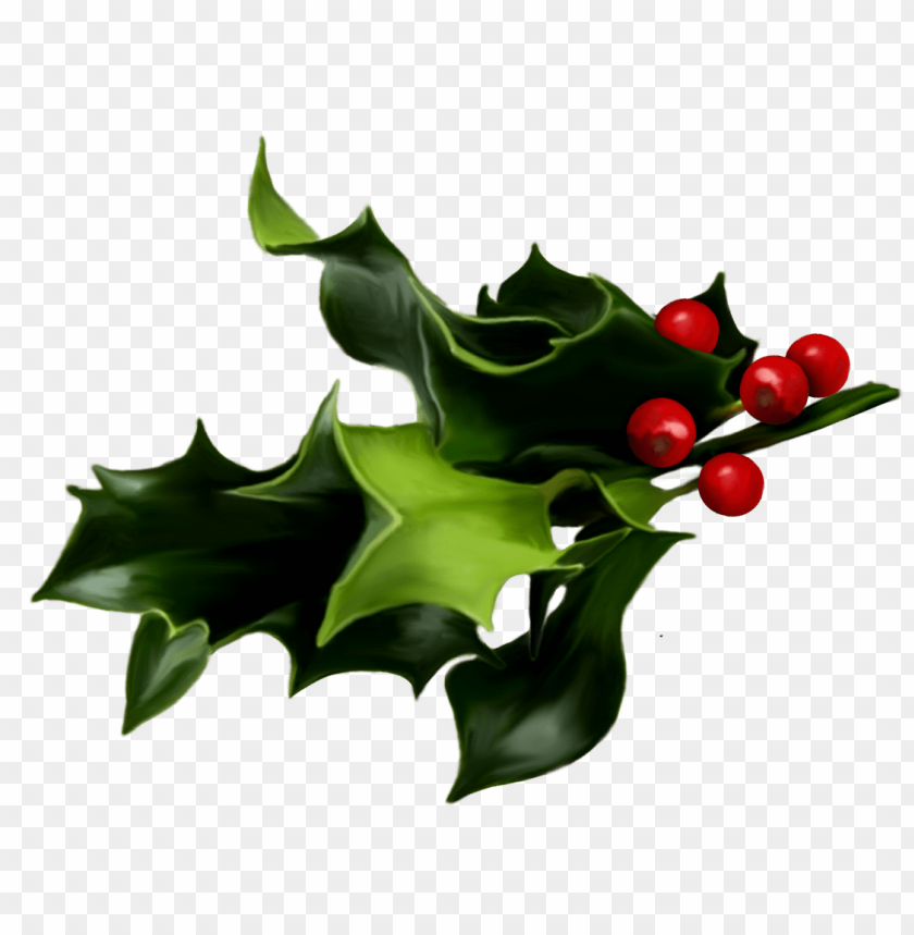 mistletoe png, png,mistletoe