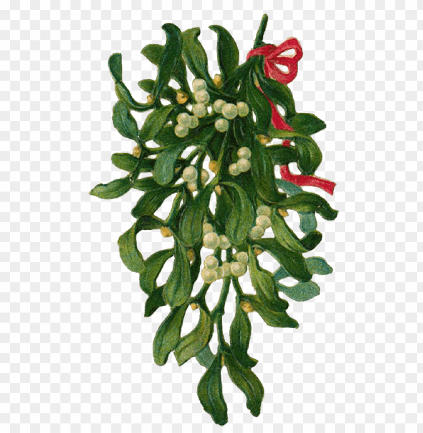 mistletoe png, png,mistletoe