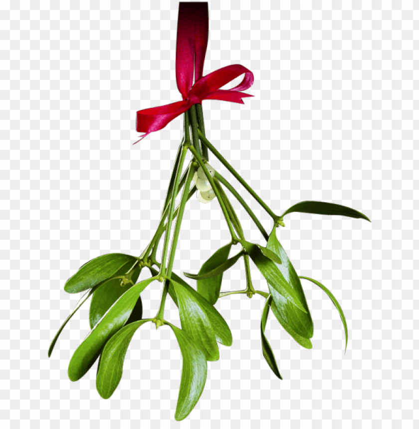 mistletoe png, png,mistletoe